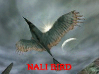 Nali Bird