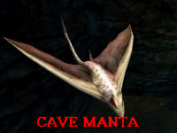 Cave Manta