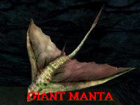 Giant Manta