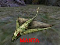 Manta