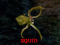 Squid
