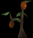 The Nali Fruits