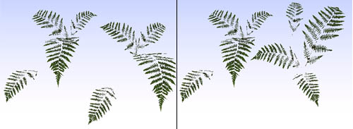 ferns.jpg